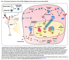 Photoactivatable CRISPR:Cas13d Fig. 7