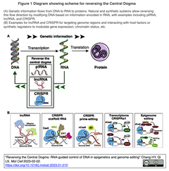 Reversing the Central Dogma 1