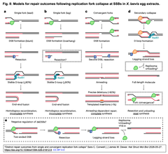Distinct repair outcomes  Fig. 8