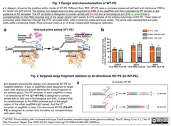 WT-PE: 野生型Cas9ヌクレアーゼをベースとするPEにより, 16.8 Mbまでの断片欠失や染色体転座などの大規模ゲノム編集を実現