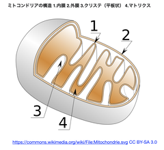 マウスの腎臓におけるミトコンドリアtRNA変異の加齢依存的蓄積はミトコンドリア腎疾患に関連する