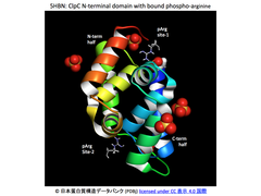微生物版ユビキチン-プロテアソーム・システムにおける標的タンパク質の標識機構が明らかに