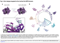 AIを利用して, CRISPR-Cas13に対する強力な抗CRISPR (Acr) タンパク質をde novo設計