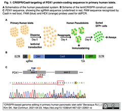 Cas9とdCas9-VPRによるヒト初代膵島細胞のゲノム編集を実現