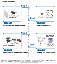 Protocol for an in vivo CRISPR