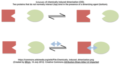 LInCとStaPLs：HCVプロテアーゼを利用して哺乳類細胞内でタンパク質の局在・活性を制御する