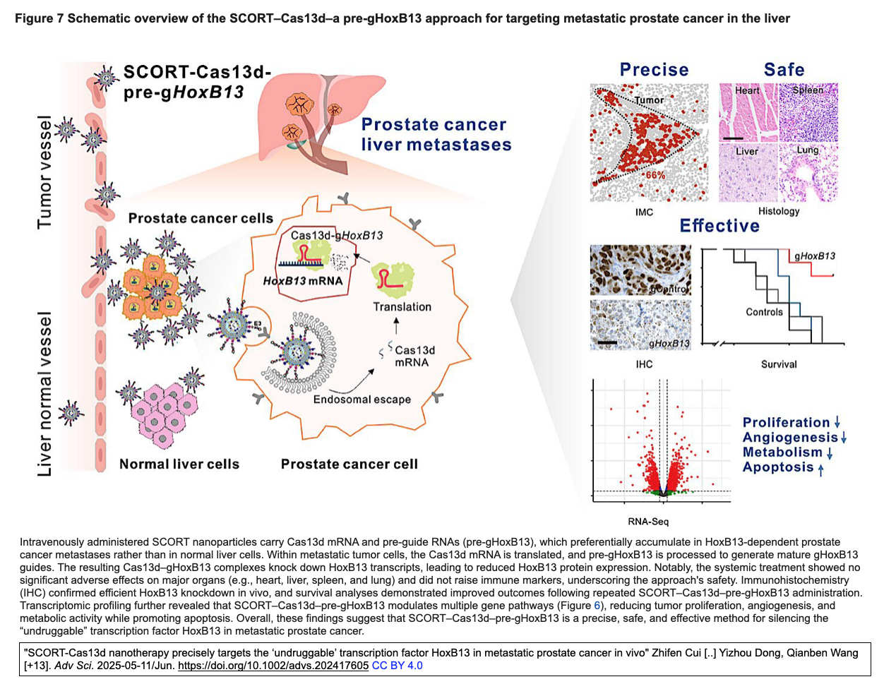 SCORT-Cas13dナノ医療による、転移性前立腺がんにおける「創薬困難な