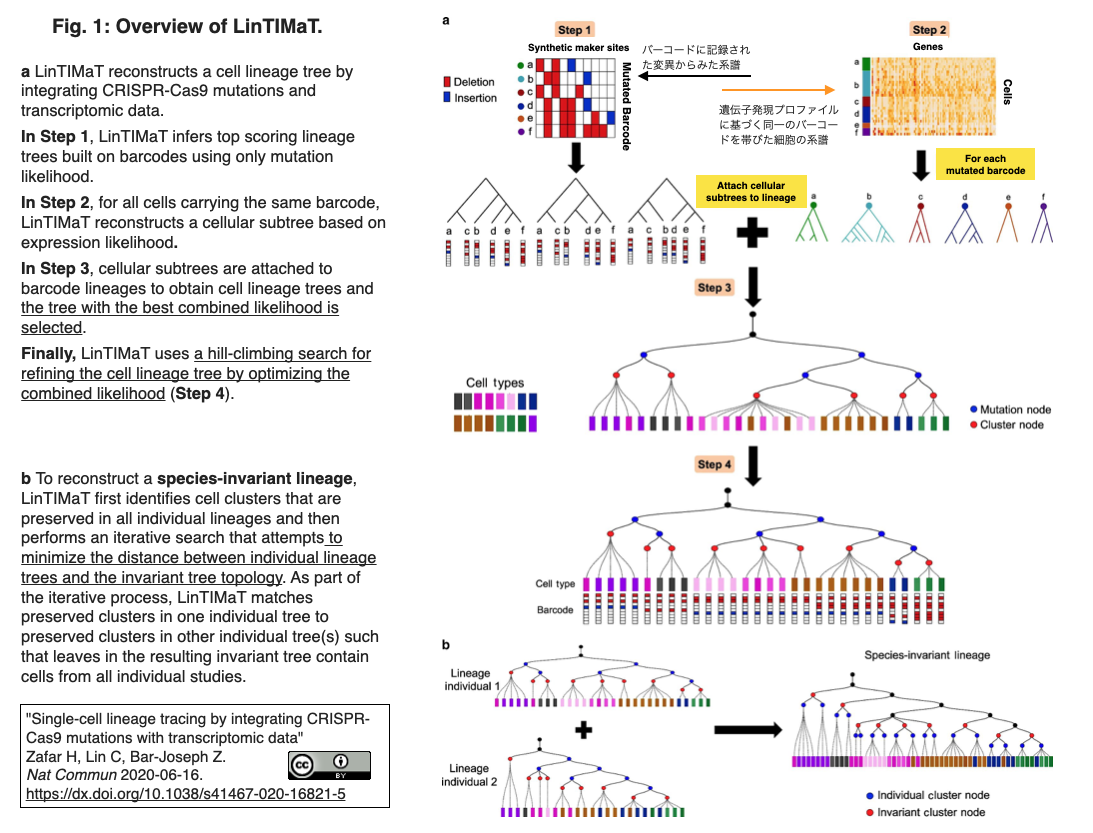 Lintimat バーコード上のcas9誘導変異データとscrna Seqデータを統合した細胞系譜再構成法 Crisp Bio