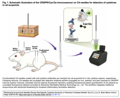 鍼治療用の鍼にCas12aバイオセンサーを融合することで, パーキンソン病モデルにおける部位特異的なサイトカイン動態を捉えた