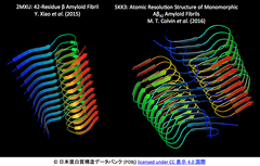 [NEWS & VIEWS] 信頼性の高いAβ42凝集体の構造がアルツハイマー症の研究を前進させる