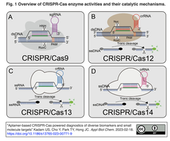 [レビュー] アプタマーを用いたCRISPR-Casセンサーの拡充 - 核酸からバイオマーカーと低分子へと標的が多様化
