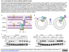 スーパー耐性菌「アシネトバクター・バウマニ」に有効な新たなクラスの分子の発見と最適化
