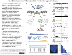 tgCRISPRi: Cas9ヌクレアーゼに短縮型gRNAsを組み合わせることで効率的な遺伝子ノックダウンを実現
