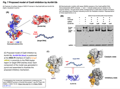抗CRISPRタンパク質AcrIIA13bの抗CRISPR機能の分子メカニズムの解明
