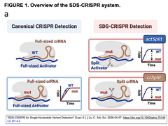 一塩基バリアント（SNV）の検出を可能にするSDS-CRISPR