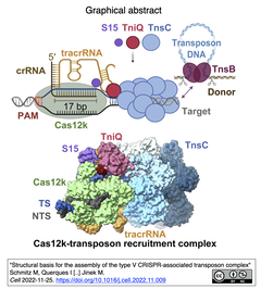 Jinek Grapihcal abstract