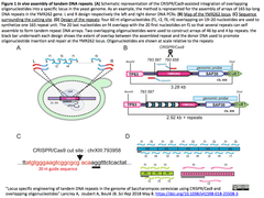 CRISPRメモ_2018/05/13 - 2 (６件)