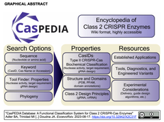 [20240114更新] CasPEDIAデータベース：クラス2 CRISPR-Cas酵素の機能的分類システム