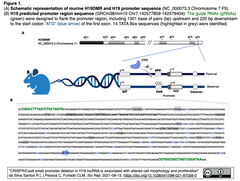 CRISPR/Cas9によるノックダウンを介してH19 lncRNAの機能解析が可能になる