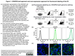 CRISPR/Cas9 ゲノム編集と過剰発現による細胞外小胞蛍光標識の比較: 定量的解析