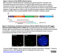 CRISPRメモ_2017/12/08 - 1（ラット; ブタ; アフリカツメガエル; イメージング; 変異の配列依存性; 腸炎菌タイピング; バクテリオファージ耐性）