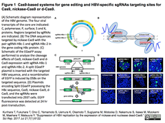 HBV suppression 1