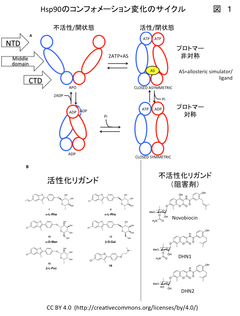 ATP結合によるHsp90活性化に対するアロステリック制御の分子動力学シミュレーション
