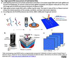 Cas9を標識用ナノ粒子として利用し高速-原子間力顕微鏡（HS-AFM）によるDNA物理マッピングを高精度化 - 現行のDNAシーケンシング技術と物理マッピング技術のギャップを埋める