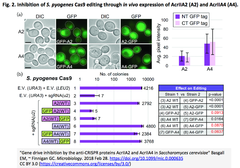 CRISPRメモ_2018/03/09（抗-CRISPRタンパク質２報、CAR-T改良など13件）