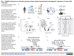 CD8+ Fig. 1