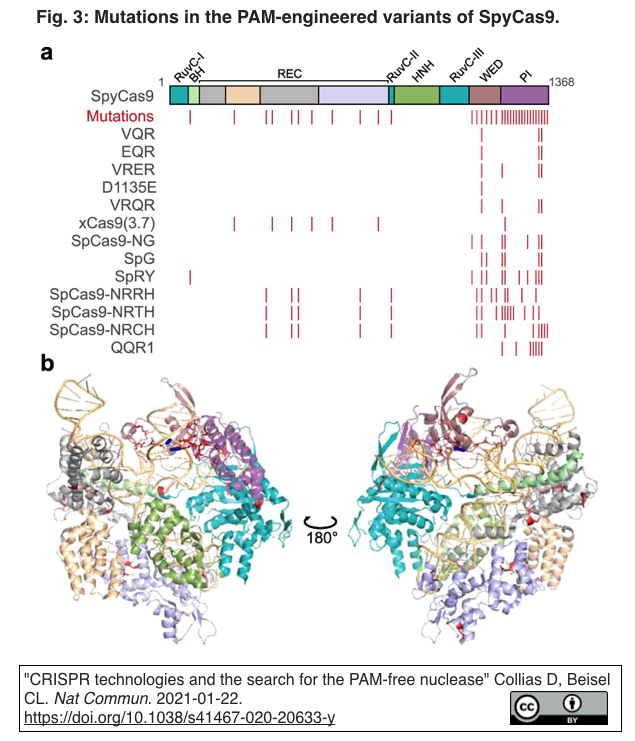 レビュー] PAMフリーなCRISPRヌクレアーゼの探索・作出と，PAMフリーの