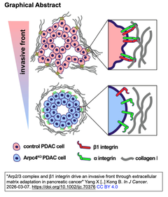 膵臓癌の細胞外マトリックスを超える浸潤は, Arp2/3複合体とβ1インテグリンによって促進される