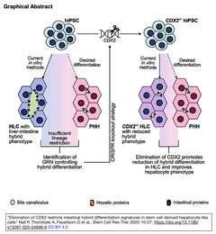 Elimination of CDX2