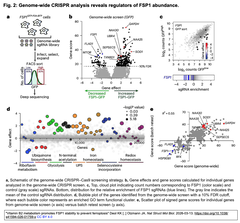 ビタミンB2代謝はFSP1の安定性を促進し、フェロトーシスを抑制する