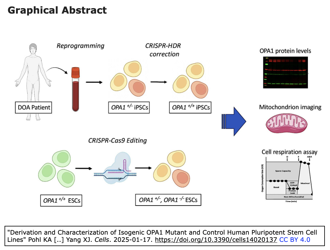 常染色体顕性遺伝視神経萎縮症の治療に向けたアイソジェニック