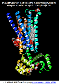 ムスカリン性アセチルコリン受容体のアロステリック作用機序：サブタイプM1とM4の結晶構造