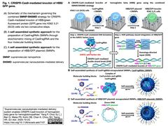 CRISPR-Cas9 HDRを介した鎌状赤血球症変異の効率的修復を, 超分子ナノ粒子と基質媒介デリバリーの複合技術で実現