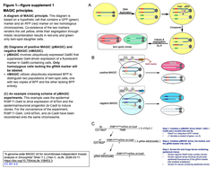 A genome-wide MAGIC kit 4
