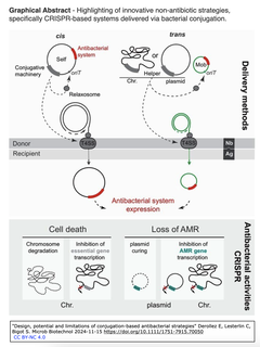 [概説] CRISPR抗菌剤を接合で送達する戦略の設計、可能性、限界