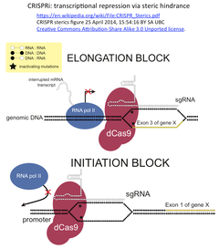 CRISPR関連文献メモ_2016/01/10（論文 ３件；レビュー １件；実験プロトコル ３件）