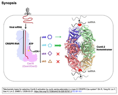 Mechanistic basis for selective Csm6-2　GA