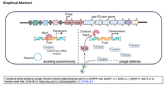 ファージ感染によって引き起こされる酸化ストレスが, 黄色ブドウ球菌のタイプIII-A CRISPR-Casシステムを活性化する