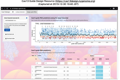Cas13dによるRNAノックダウンに最適なcrRNAsの設計モデルを構築