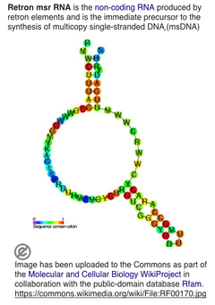 Retron msr RNA