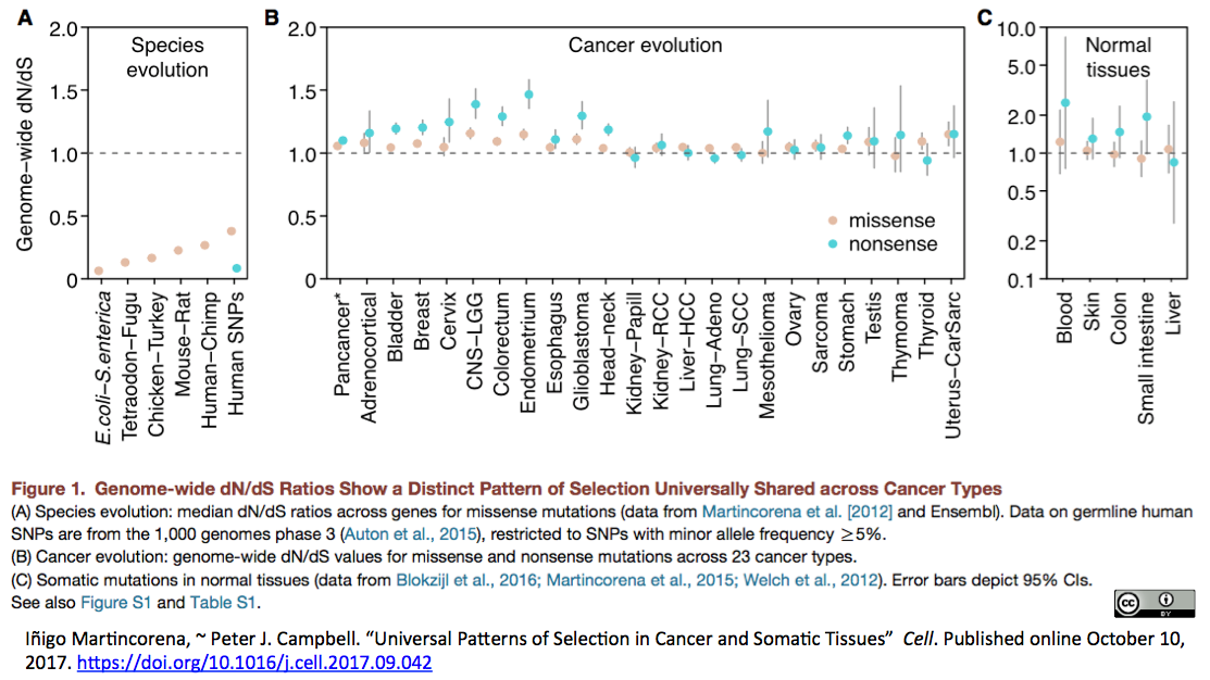 癌の進化における体細胞変異の分子進化解析から新奇ドライバー変異同定
