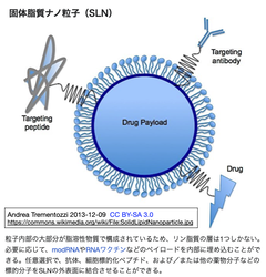 脂質尾部の不均一性を利用して, 生体内CRISPR-Cas9遺伝子編集のための臓器選択的mRNA送達を実現しました