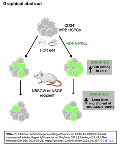 DNA-PK inhibition