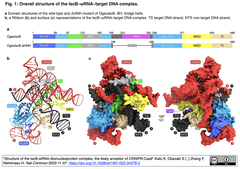 Cas9の祖先とされている最もコンパクトなRNA誘導型ヌクレアーゼIscBが活性を発揮するに至る構造基盤を解明