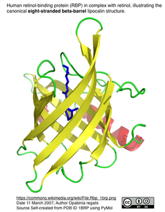 ポアを内包するβバレルをde novo構築