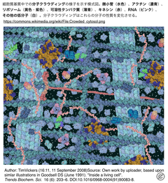 酵母とヒト細胞内の分子クラウディングを新たなプローブで探る